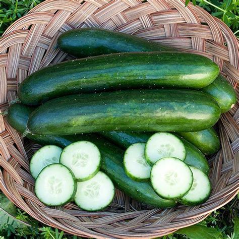Cucumber Seeds – ROOTFUEL