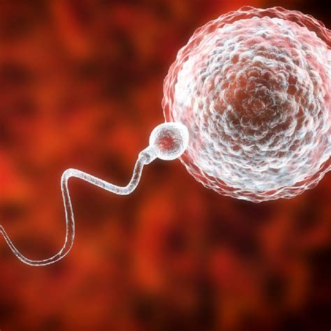 All About Male Infertility