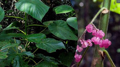 അറിയാതെ പോലും ഈ ചെടിയുടെ ഇലയിൽ തൊടല്ലേ, തൊട്ടാൽ ആത്മഹത്യ ചെയ്യാ ...