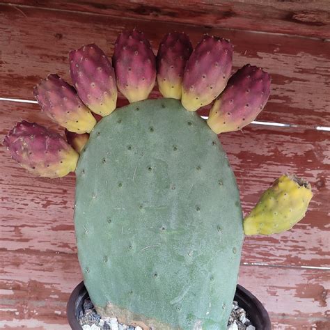 Opuntia ficus indica - Giromagi Cactus and Succulents