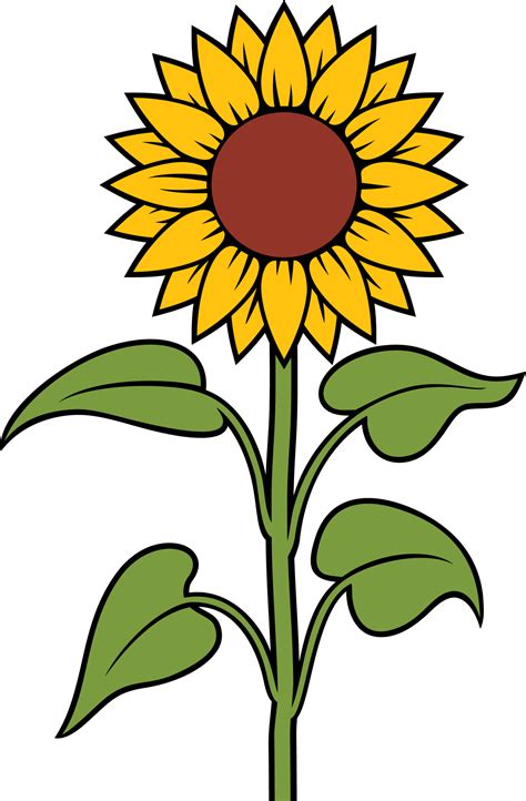 Sunflower Flower with Stem and Leaves 12227525 PNG