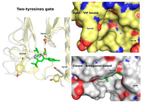 A Molecular Dynamics Study of Vasoactive Intestinal Peptide Receptor 1 ...