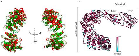 Vibrio Proteases for Biomedical Applications: Modulating the ...
