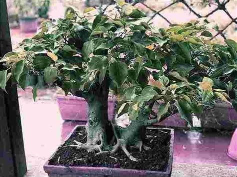 Chroma Hydroponic Nurseries - Top Nurseries in Mohanaghat Dibrugarh