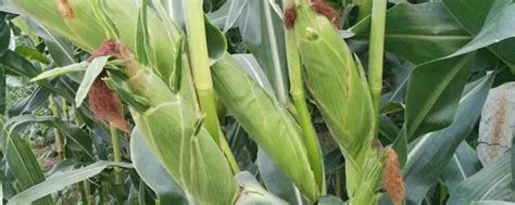 转基因玉米品种有哪30个 - 农敢网