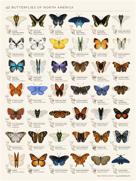 Image result for Graph of Small Butterfly