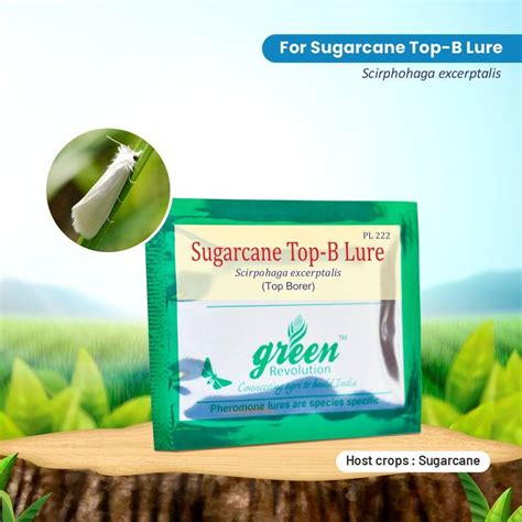 Green Revolution Pheromone Lure for Sugarcane Top Borer (Scirpophaga ...