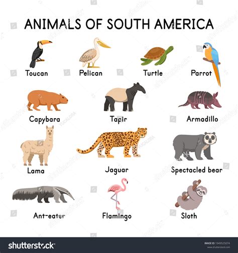 South American Mammals