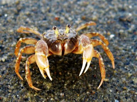 【海边的小螃蟹摄影图片】海边生态摄影_行走天涯_太平洋电脑网摄影部落