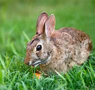 Image result for Bunny Rabbit Eating Carrot