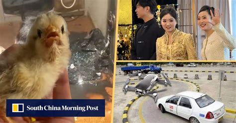 Chick Explodes 的图像结果