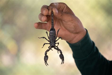 What Do Scorpions Eat