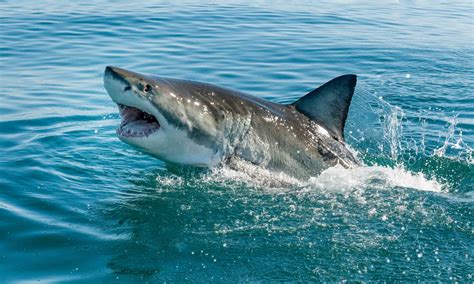 Great White Sharks in North Carolina: Where They Live & How Often They ...