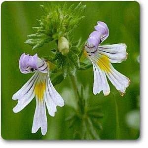 Buy Eyebright - Plant online from Nurserylive at lowest price.