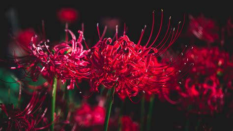 Red Spider Lily Inuyasha Equinox Flower PNG Bundles,blue /red Spider