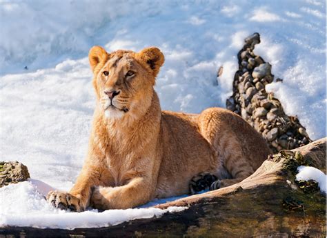 Download Animal Lion Image