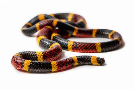 [100+] Fondos de fotos de Serpiente Coral | Wallpapers.com