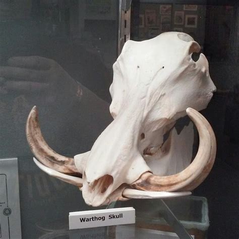 VETERINARY MEDICAL FOUNDATION MUSEUM (2025) All You Need to Know BEFORE ...