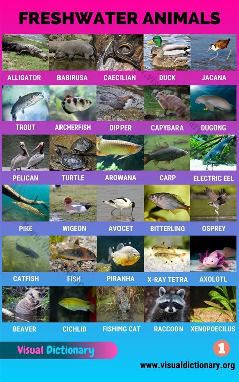 Freshwater Biome Animals