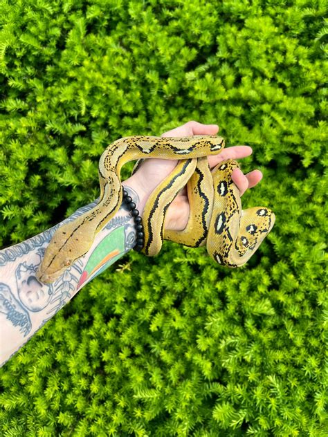 Image result for Reticulated Python Scales