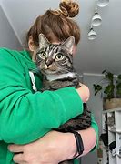 Image result for Cat That Looks Like a Rabbit