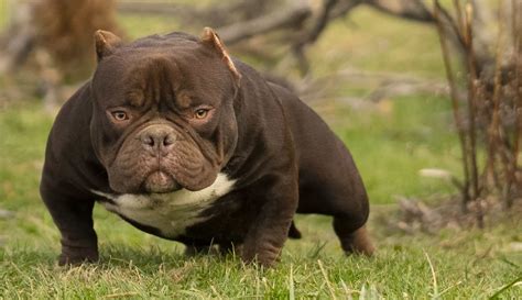 Image result for Bully Silentpatch Install