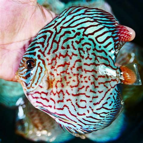 Image result for Blue Turquoise Discus