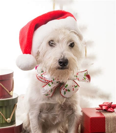 圣诞节小狗 库存照片. 图片 包括有 结构树, 似犬, 圣诞节, 节假日, 帽子, 圣诞老人, 克劳斯, 宠物 - 26654074