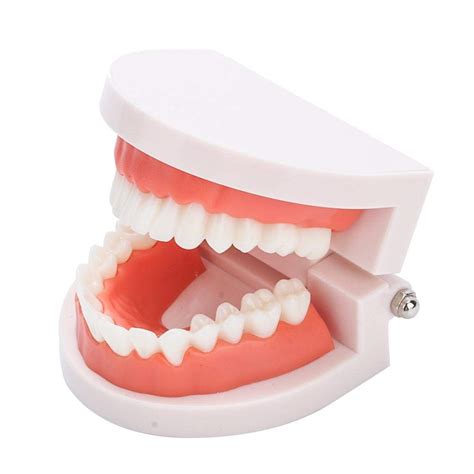 Denture Model,Brushing Practice Teeth Mode Gingiva Visible Anatomic ...