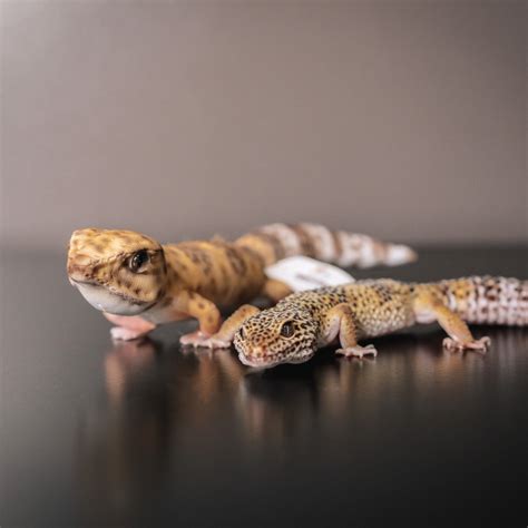 Product Customizer - Cuddle Clones