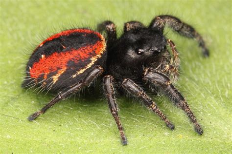 Red Spiders: A Complete Identification Guide