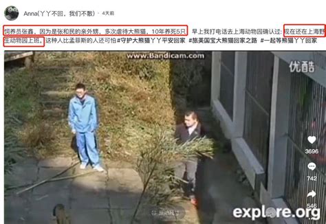 熊猫饲养员“张鑫”虐待大熊猫，不穿防护服，带外人随便拍照_网友_花花_爷爷