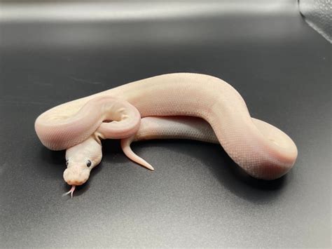 Image result for Voodoo Ball Python