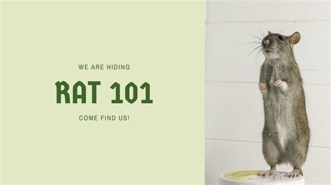 Novice/ Open Barn Hunt Practice, Attaboy Dog Training, Pinckney, 22 ...