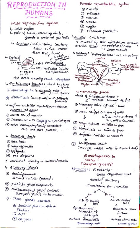 Reproduction IN Humans - REPRODUCTION TN HUMANS Male repoduclive system ...