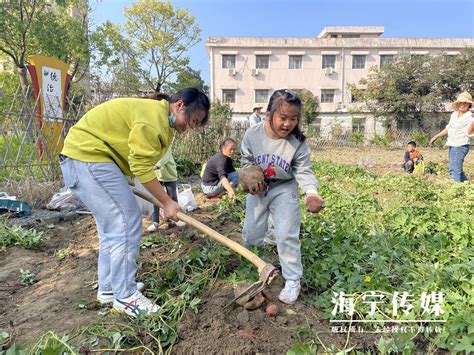 挖红薯的娃娃乐了 共富菜园获丰收