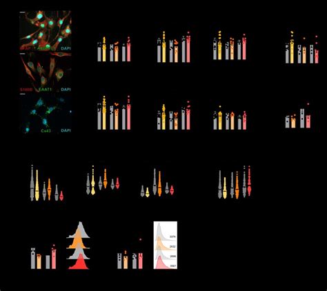 Mitochondrial bioenergetics in astrocytes. (A) Astrocytes markers.... | Download Scientific Diagram