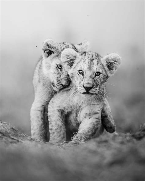 Inseparable, di Andrew Liu - Masai Mara Kenya. Le foto più belle dell'anno | Dove Viaggi