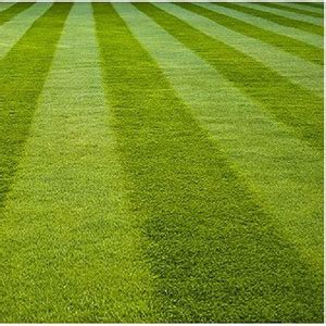 naturehils Lawn Grass Seed for Cricket/Park/Football area, Grass Seed ...