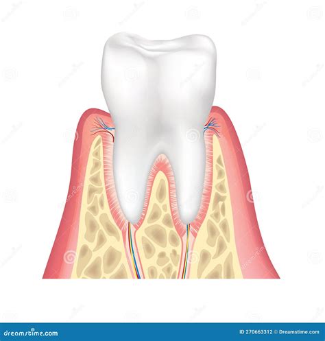 Tooth Anatomy. Healthy Teeth Structure. Dental Medical Vector ...