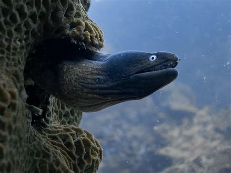 How Do Eels Reproduce? The Weird Method Explained - A-Z Animals