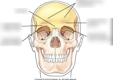Frontal Bone Anatomy Diagram | Quizlet