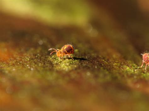 Image result for Do Springtail Hop