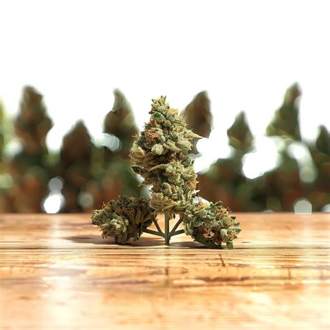 Space Center Strain - Versatile Hybrid