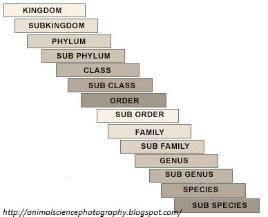 Image result for Linnaean Hierarchy Explained