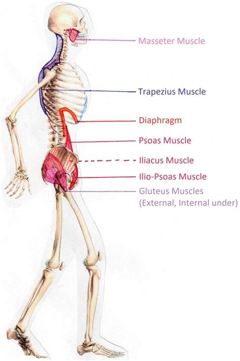 Image result for Skeletal Muscles
