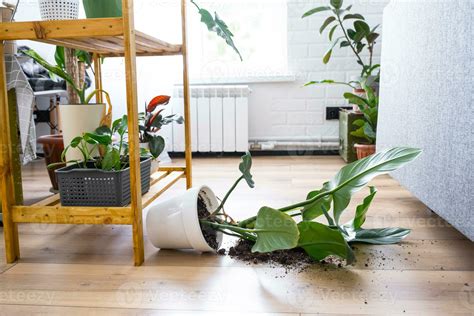 houseplant fell to the floor and the soil from the pot crumbled ...