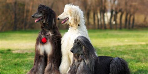 Image result for First Breeding Dogs