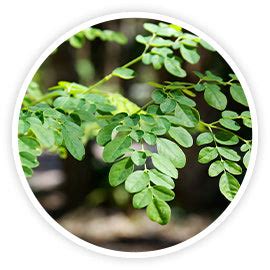 Moringa & Vitamin C Cleansing Oil - 50ml – Dr Sheth's