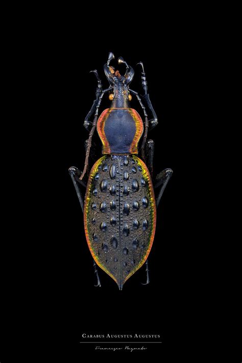 Image result for Extinct Insects